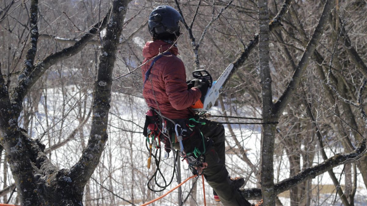 Service d’urgence pour arbre -