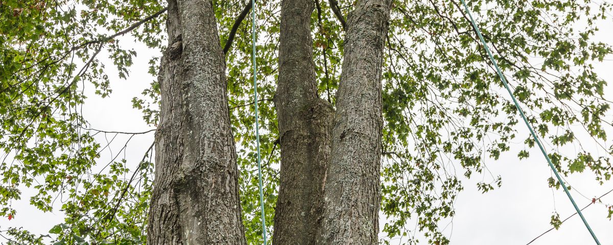 émondage à Gatineau