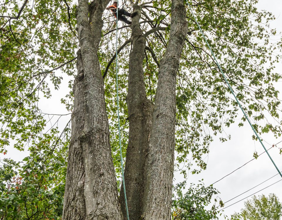 émondage à Gatineau