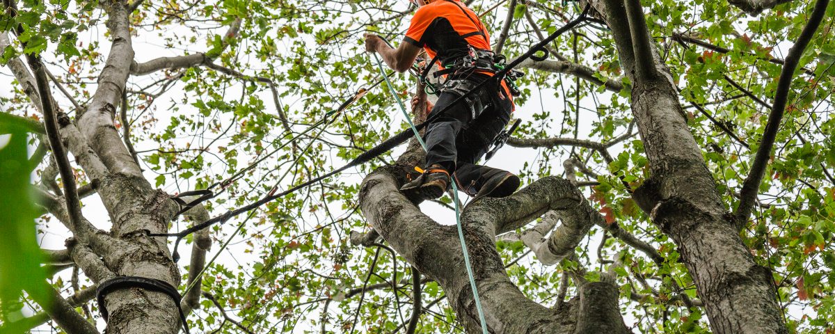 émondage à Gatineau