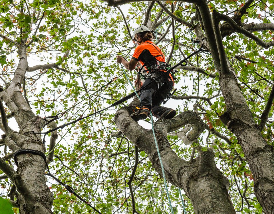 émondage à Gatineau