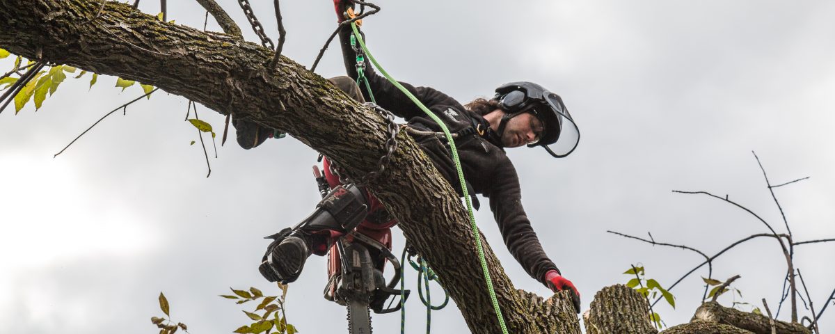 Émondage d’arbre à Gatineau -
