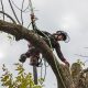 Émondage d’arbre à Gatineau -