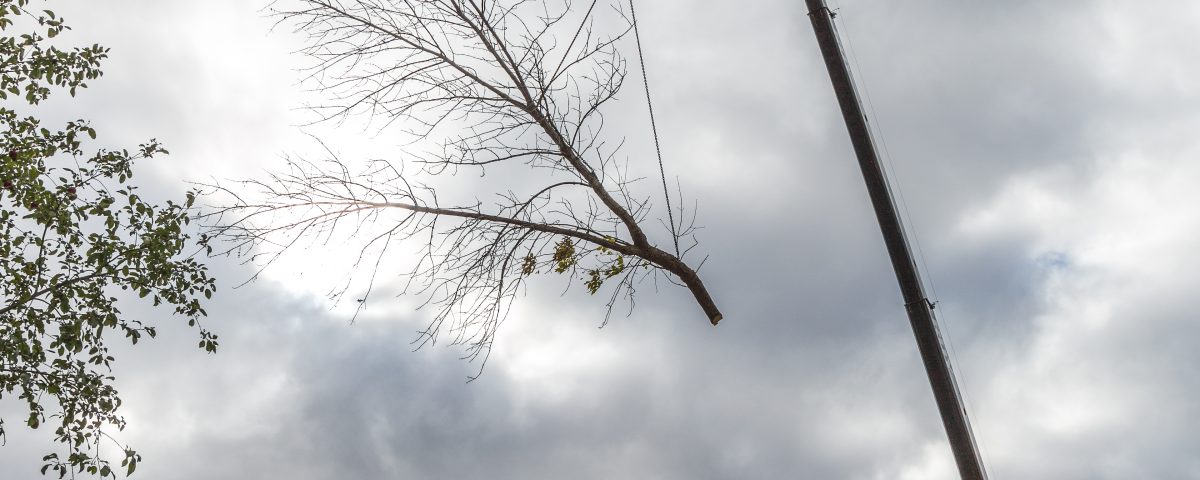 Élagage d’arbre à Gatineau -