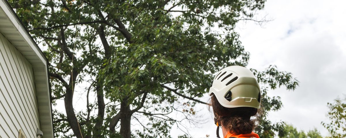 émondage à Gatineau -