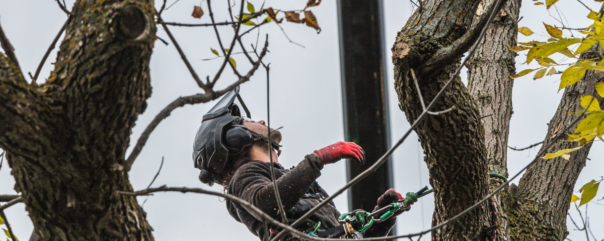 arboriste à Gatineau -