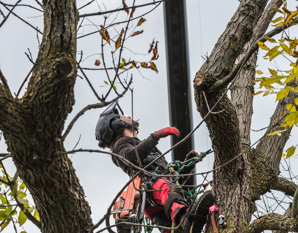 arboriste à Gatineau -