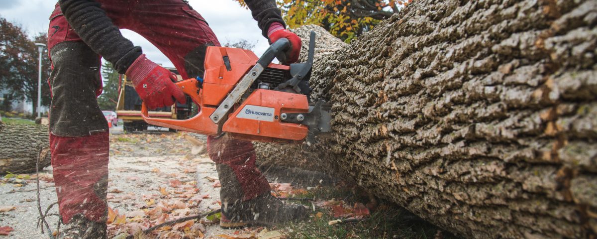 Abattage d’arbre à Gatineau -